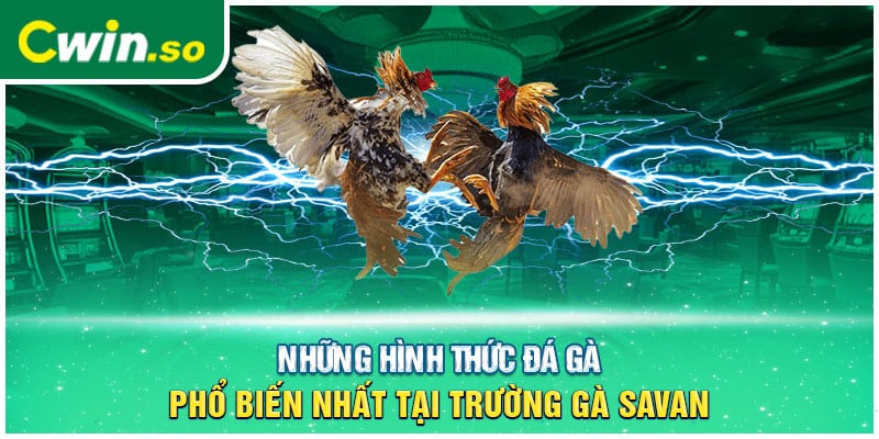 Những hình thức đá gà phổ biến nhất tại trường gà Savan